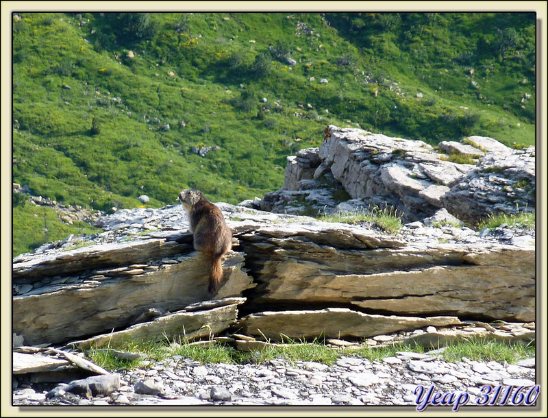 Madame la Marmotte me snobe en me tournant le dos - Massif du Mont Perdu - Aragòn - Espagne (España)