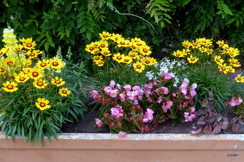 Des fleurs dans la jardinière
