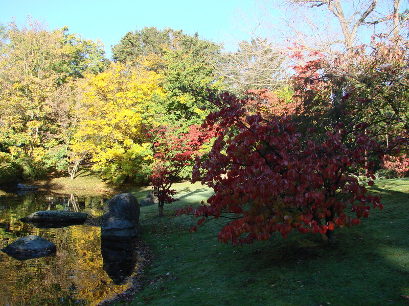 Limbourg : le jardin japonais d'Hasselt