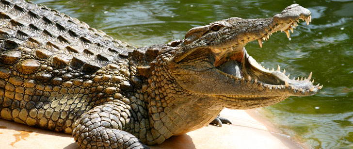 Les crocodiles avalent des pierres pour plonger plus profondément !