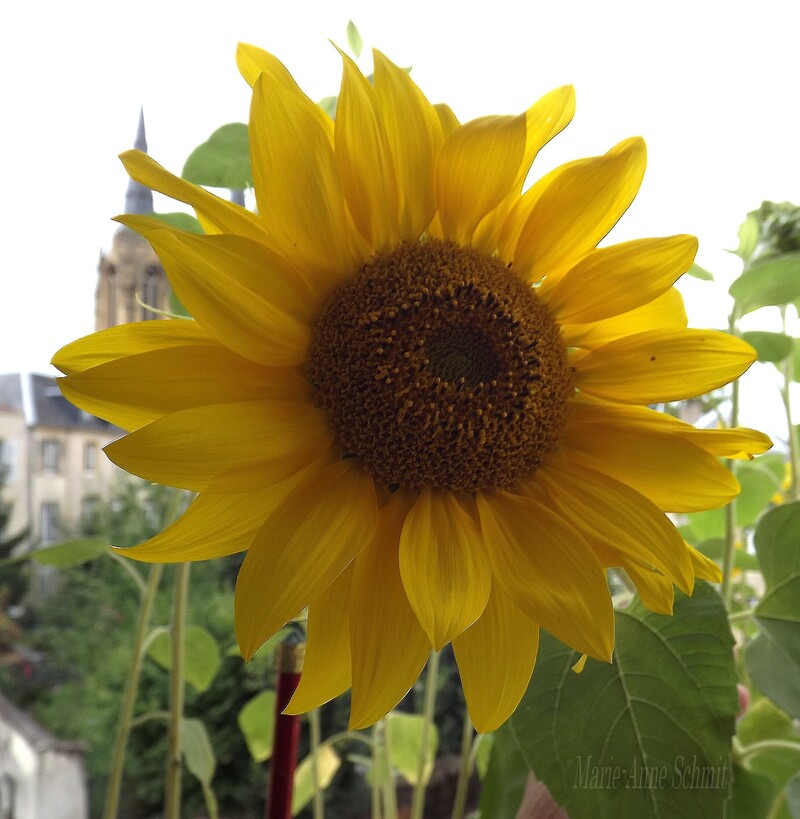 Des soleils en jardinières.