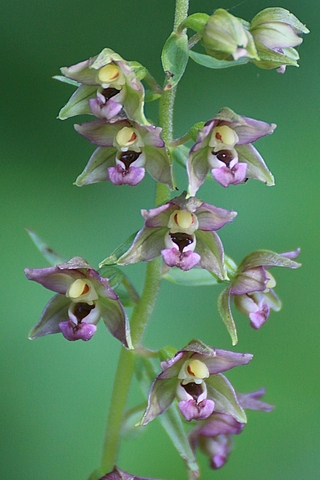 Epipactis helleborine - Epipactis à larges feuilles