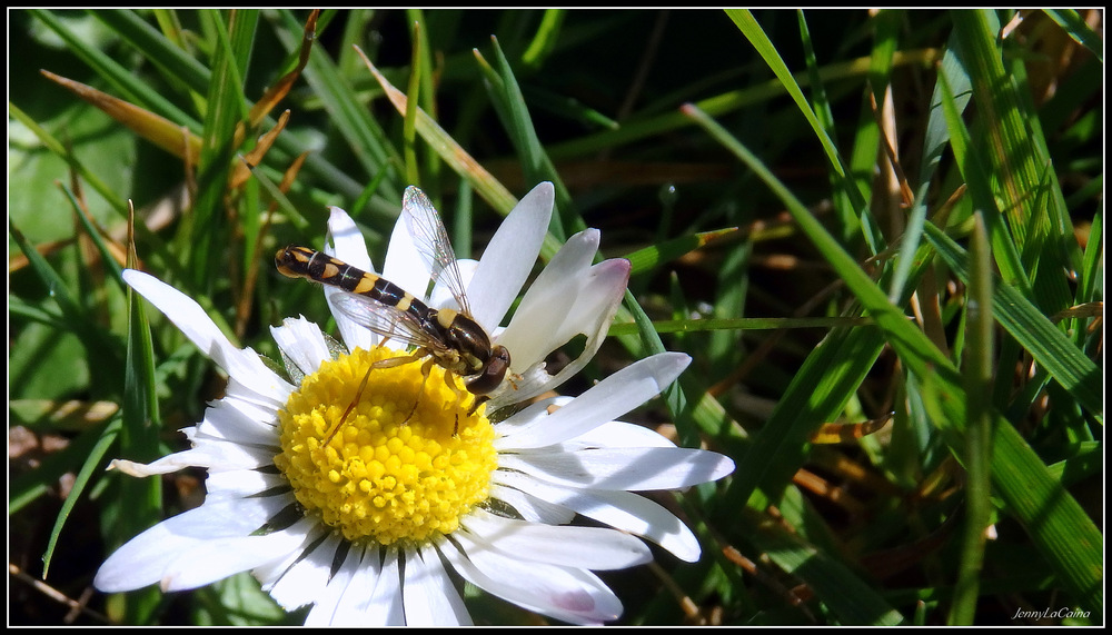 Syrphe porte-plume