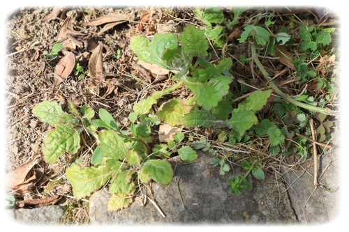 Encore un petit bonheur de jardin chez Valou