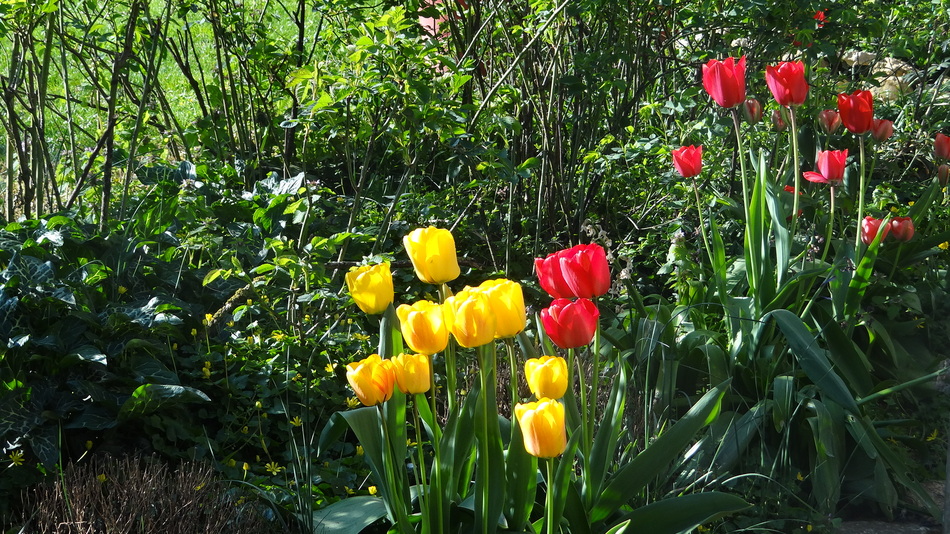 Les Fleurs de Fin de Semaine...