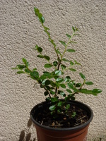 cotoneaster franchetii