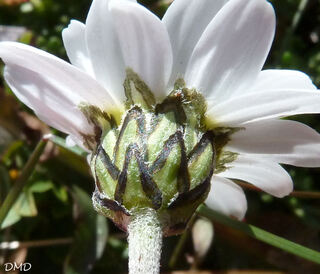 Leucanthemopsis alpina - leucanthème des Alpes