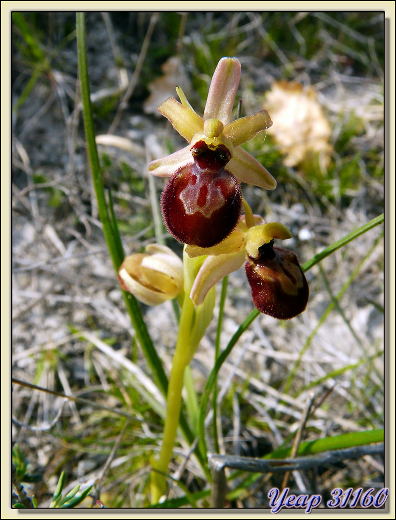 Balade "orchidées": Ophrys araignée (Ophrys aranifera) - Aulon - 31  (Flore)