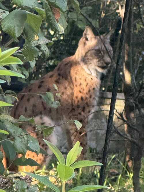 Zoo de vincennes - les lions - le lynx - les pumas 