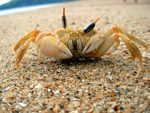 Les Crabes