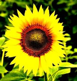 Le Topinambour aux plantes aromatiques