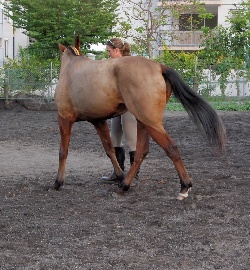 A cheval pour le 1er de l'an!