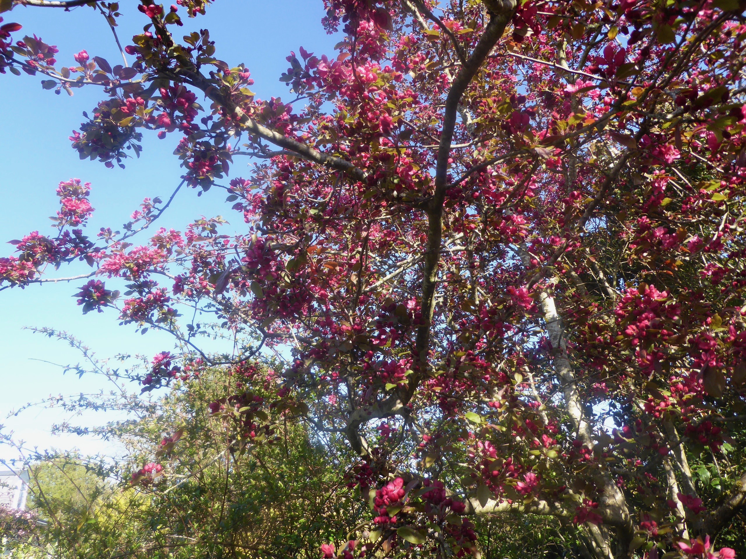 Tout savoir sur le cerisier à fleurs - Jardinet - Équipez votre jardin au  meilleur prix