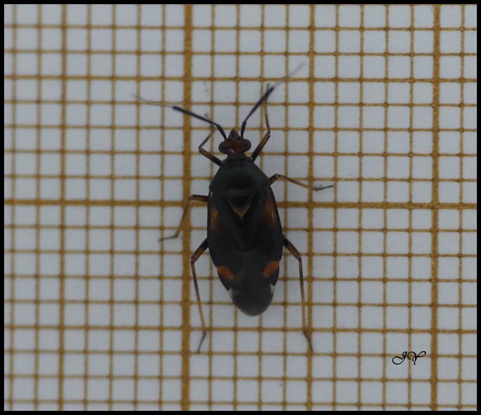 Deraeocoris ruber.