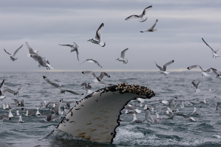 Revenons-en aux baleines