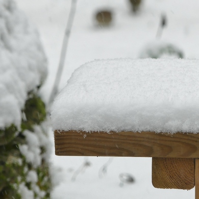 Oiseaux sous la neige...