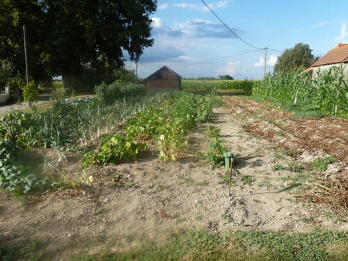 Le potager