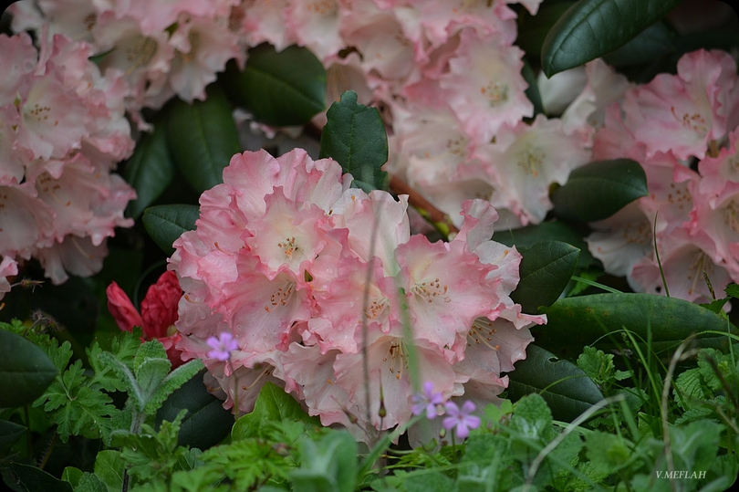 Parc du château de Rambouillet : Les rhododendrons