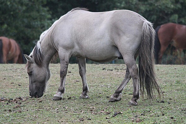 chevaux à dinard4