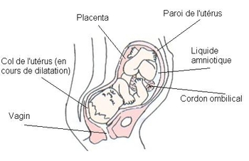 bébé à l'intérieur de sa génitrice 3