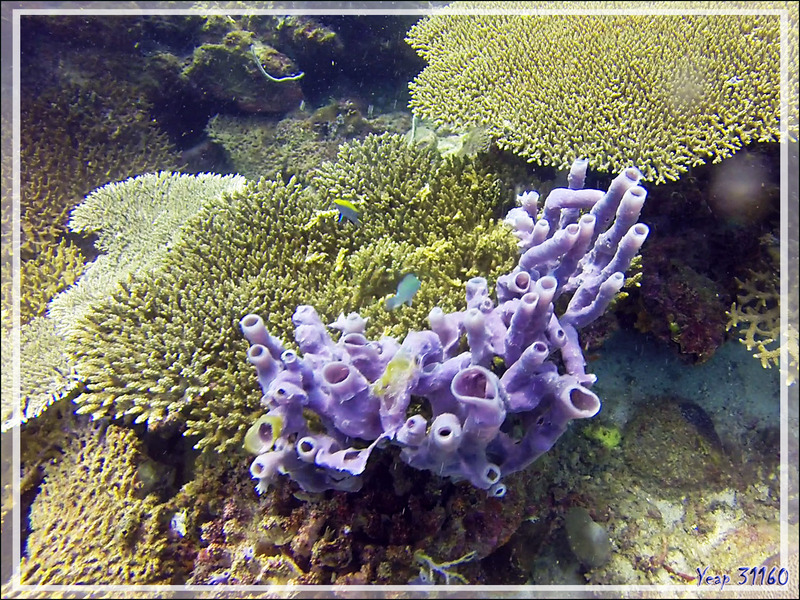 Éponge tubulaire Haliclone pâle, Colonial tube-sponge (Siphonochalina siphonella) spécimen violet - Nosy Mitsio - Madagascar