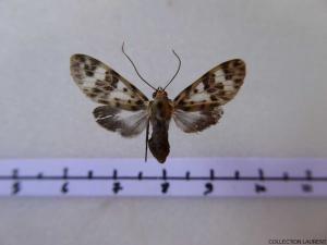Heliura