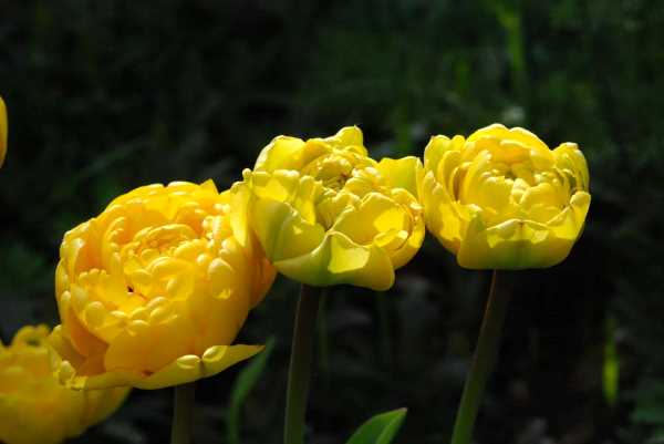 Tulipa 'Yellow Pomponette'