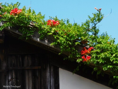 Une nouvelle balade fleurie le 9 juillet (suite)....