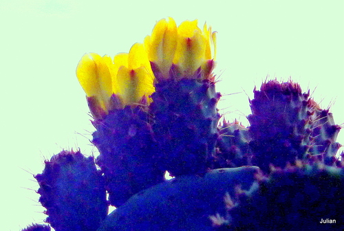Fleurs jaunes du figuier de Barbarie