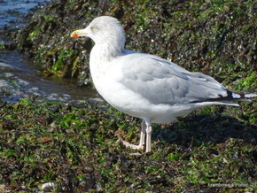 Oiseaux du bord de mer 