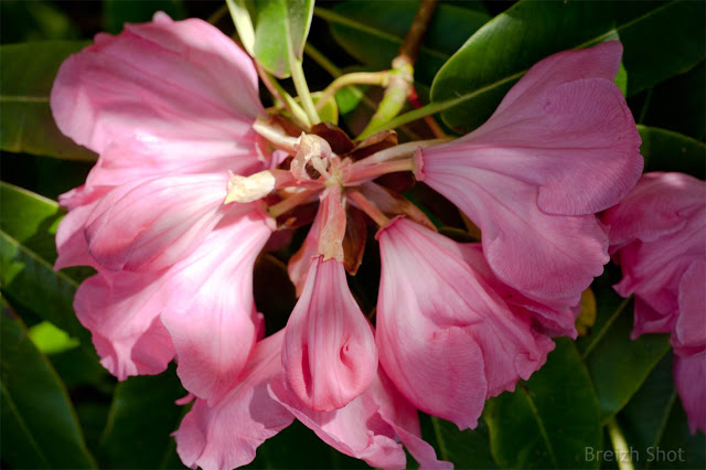 Rhododendron Coronation Day : Des fleurs en couronne