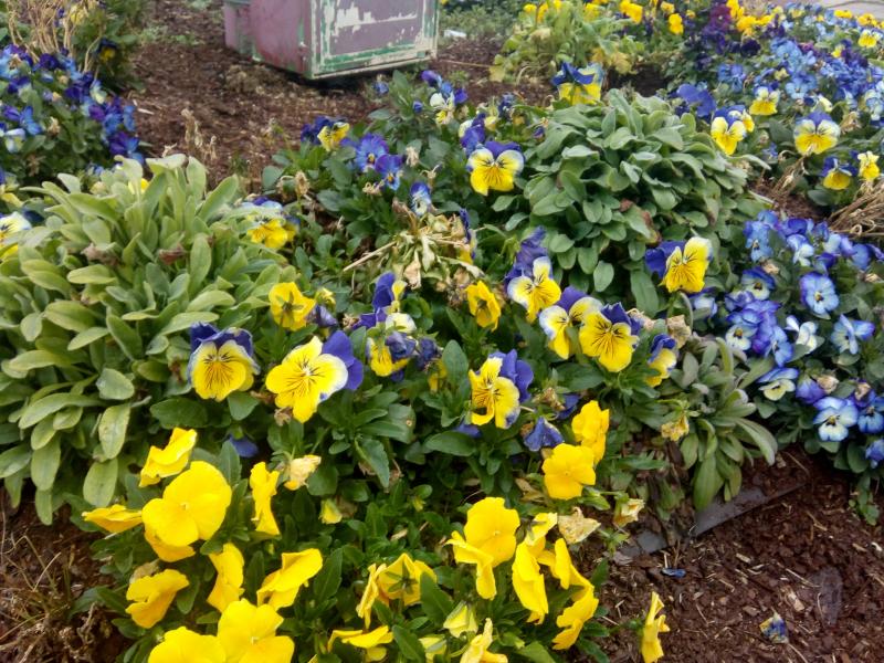 ces couleurs annoncent le printemps