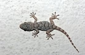 Résultat de recherche d'images pour "gecko lagos nigeria"