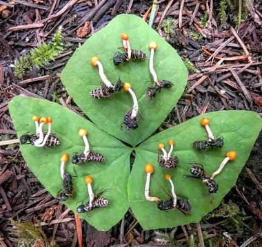 Il était une fois : le zombie fungus ... 