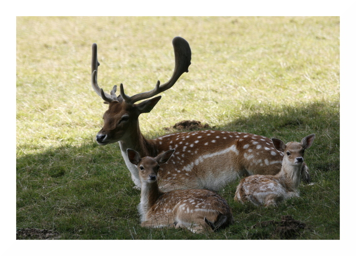 Les daims du Parc Animalier de Saint-Léonard des Bois