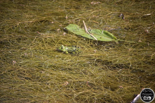 La Grenouille et le crapaud