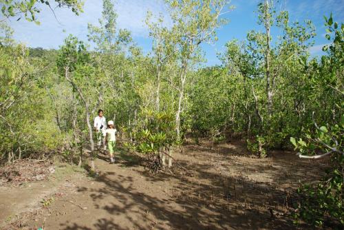 Mardi 16 juillet dans la jungle à Bako