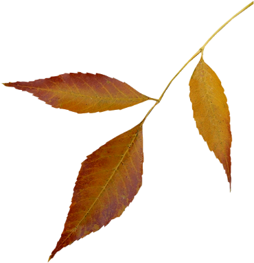 Tubes png feuilles