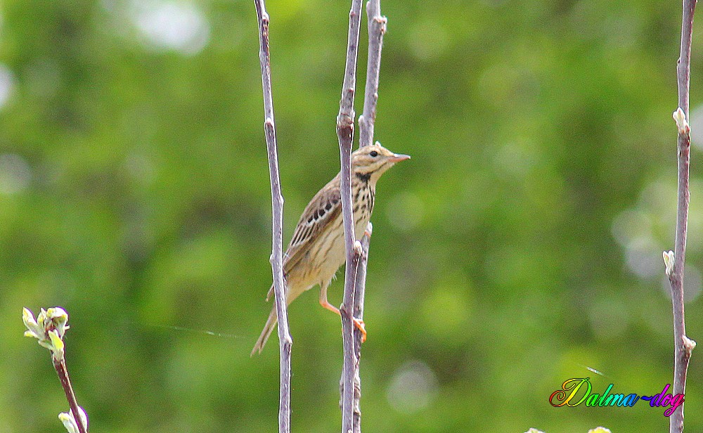 pipit farlouse