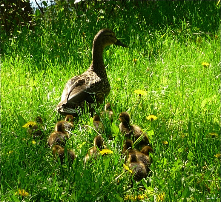 canards