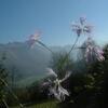 Oeillet superbe (Dianthus superbus)