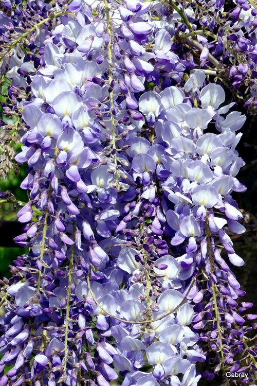 Les fleurs de la glycine 