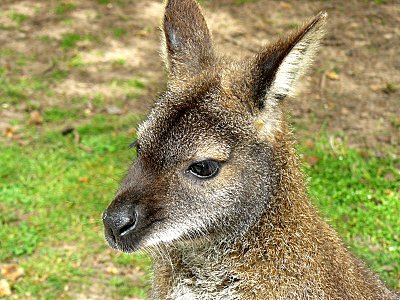 wallaby.jpg