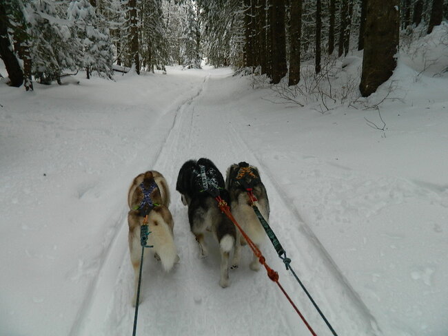 Chiens des glaces, chiens des neiges