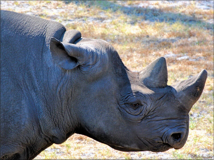 Photo de rhinocéros noir (Zoo du bassin d'Arcachon)