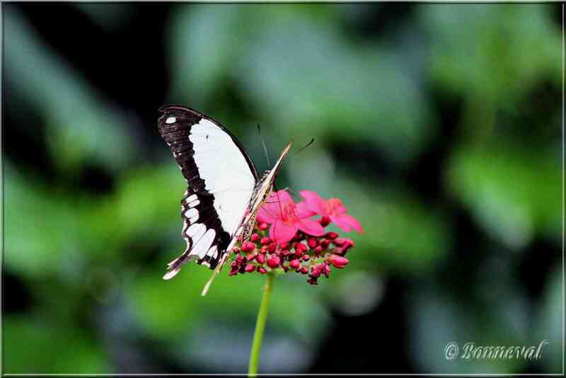 Papillons tropicaux Papilio dardanus