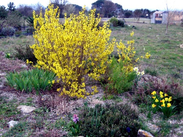 Rocaille Forsythias 1193