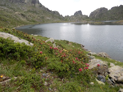Les lacs du Taillefer - Alpes -juillet 2018