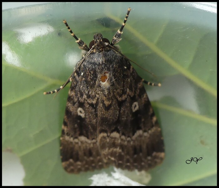 Amphipyra berbera.