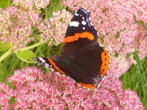 papillon posé sur une fleur